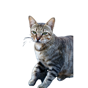 Close Up Portrait Of A Tabby Cat Sitting On A Cobblestone Path In A Garden. 18412 - Cat PNG image with transparent background